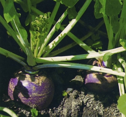 Picture of Swede Marian